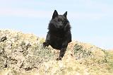 SCHIPPERKE 033